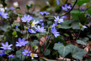 Liverwort, detail Liverwort, detail